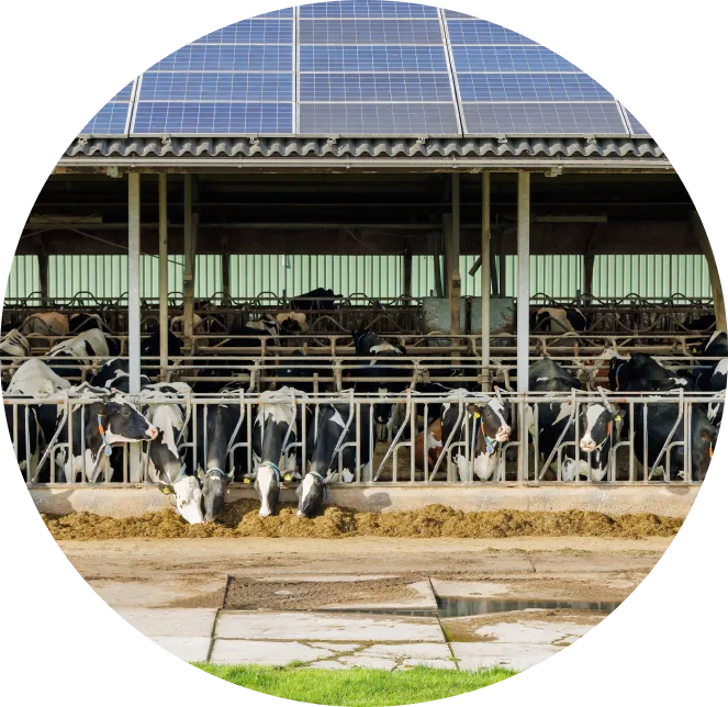 Home Smoz Bio Energie A Rennes Votre Geobiologue Specialise En Elevage Sur Le Grand Ouest 1 Home Smoz Bio Energie A Rennes Votre Geobiologue Specialise En Elevage Sur Le Grand Ouest 1